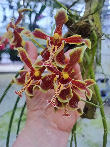 Paraphalaenopsis labukensis