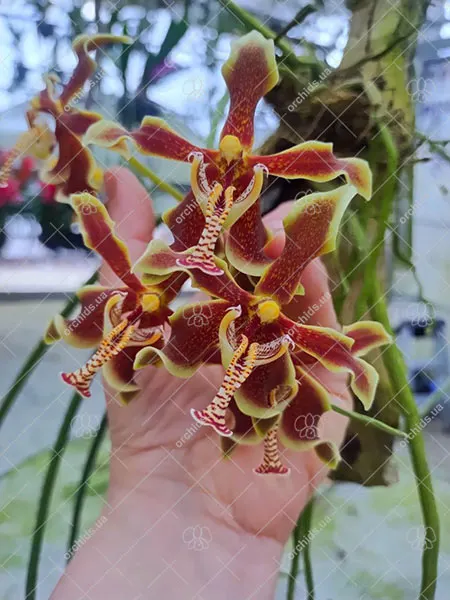 Paraphalaenopsis labukensis