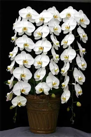 Phalaenopsis Sogo Yukidian 'V3'