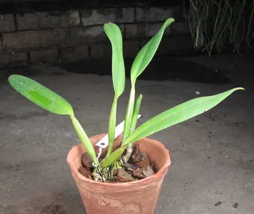 Cattleya lueddemanniana coerulea 'Monte Verde' x lueddemanniana coerulea 'Mar azul'