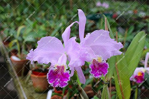 Cattleya lueddemanniana (coerulea 'Mariauxi' x tipo) x lueddemanniana coerulea 'Tania'