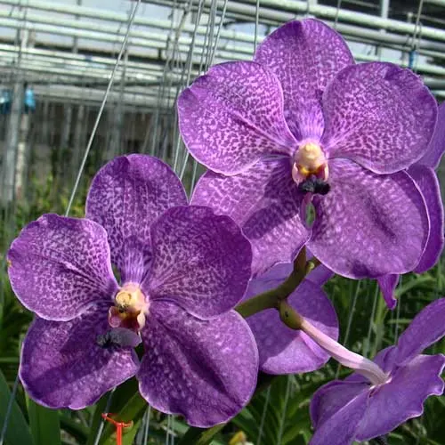 Vanda Manuvadee x Vanda Dr. Anek