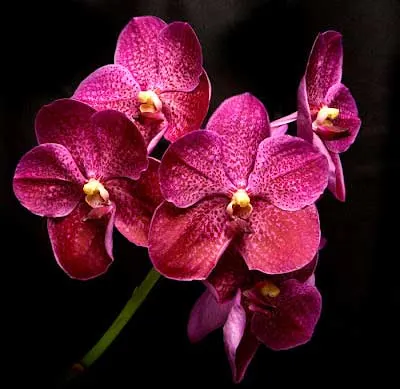Vanda Similan x Vanda Dr. Anek