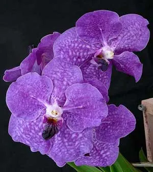 Vanda Kasem's Delight x Vanda coerulea