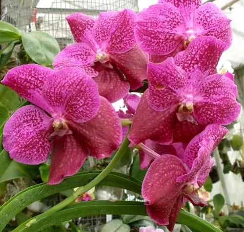 Vanda sanderiana x Vanda Catherine McCartney