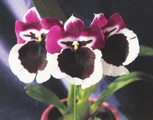 Miltonia Monterey Bay x Miltonia Chris Ellis #1