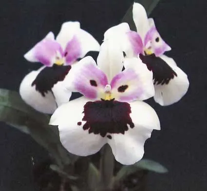Miltonia Monterey Bay x Miltonia Chris Ellis #2