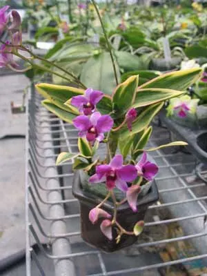 Dendrobium phalaenopsis mini 'Variegated leaf'