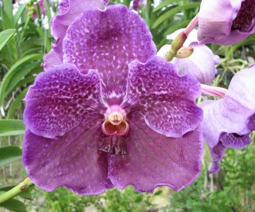 Vanda Pures Wax Patchara
