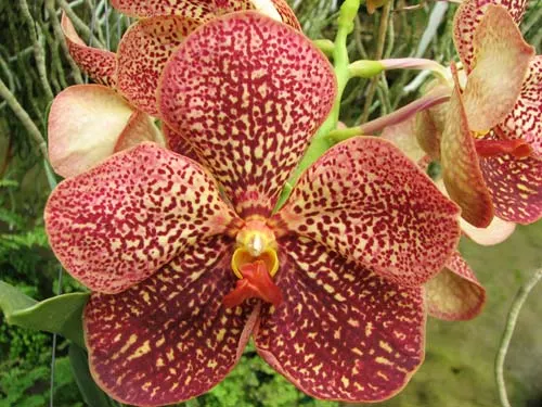 Vanda Kultana gold x Vanda Pat's Delight