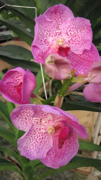 Vanda Kultana Delight x Vanda Banghieckhan Blue x Vanda Dr.Anek