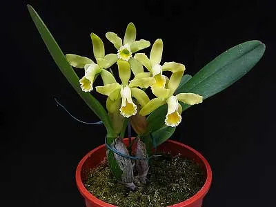 Cattleya luteola aurea 'Ouro' x SELF