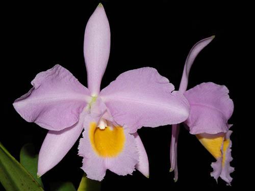 Cattleya eldorado concolor punctata 'Bela' x SELF