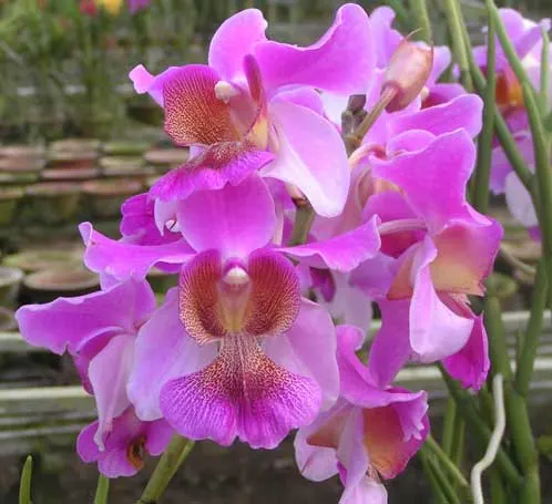 Vanda teres