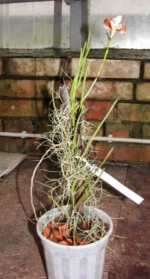 Vanda teres