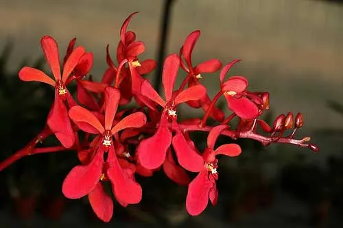Renanthera storiei