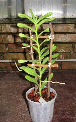 Renanthera storiei
