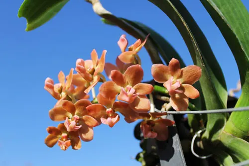 Rhynchostylis gigantea Orange-pink