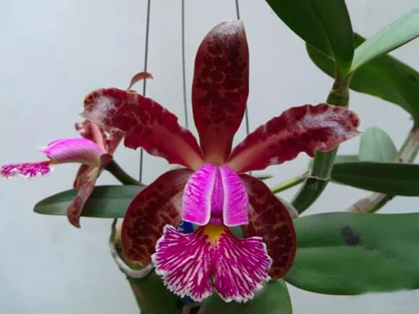 Cattleya schilleriana 'Sem ID'