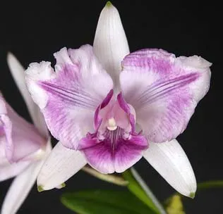 Cattleya intermedia semi alba-orlatao 'Fusae' x Cattleya intermedia pelorica 'Rabo de Pavao'