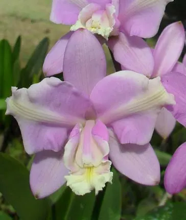 Cattleya harrisoniana alba 'Maraja' x Cattleya harrisoniana trilabelo