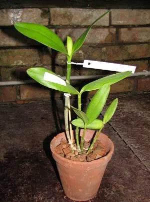 Cattleya harrisoniana alba 'Maraja' x Cattleya harrisoniana trilabelo