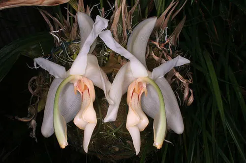 Stanhopea grandiflora