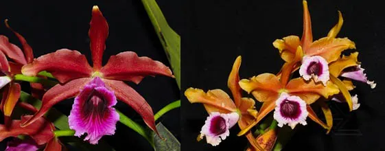 Laelia tenebrosa vinicolor x Laelia tenebrosa 'Richard'