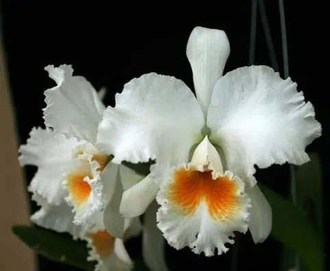 Brassolaeliocattleya Eagle Eye 'All Victory'