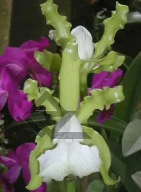 Cattleya elongata albina \'Caldasso\' x self