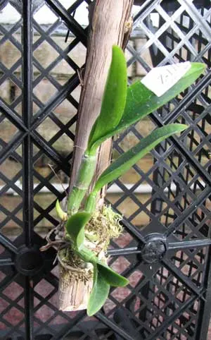 Cattleya elongata albina \'Caldasso\' x self