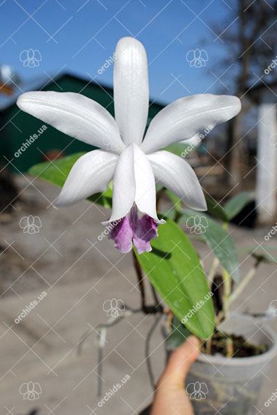 Cattleya intermedia orlata marginata coerulea 'AWZ' x Cattleya intermedia coerulea aquini flamea 'AWZ'