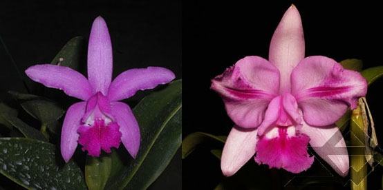 Cattleya intermedia sanguinea 'do Padre Vitus' x Cattleya intermedia flamea 'BF-96'