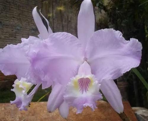 Cattleya lueddemanniana concolor (clara) x self