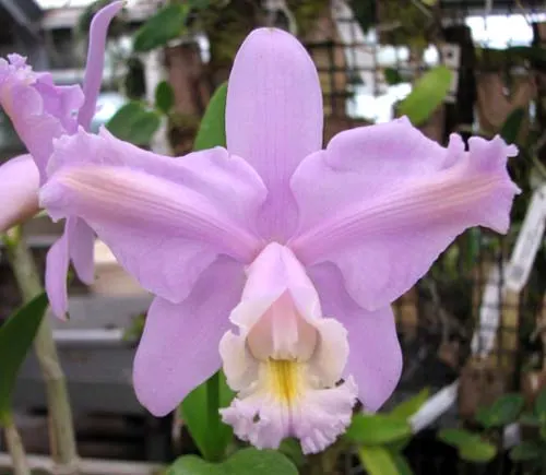 Cattleya harrisoniana 'Cricare' (Z-103) x Cattleya harrisoniana trilabelo