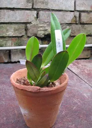 Cattleya luteola x Laelia jongheana