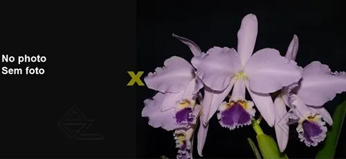 Cattleya labiata coerulea 'Filha de Junior' x coerulea 'Filha de Panelas'