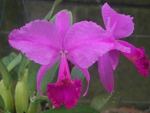 Cattleya trianae rubra 'Eclipse' x Cattleya trianae 'Sangre de Toro II'