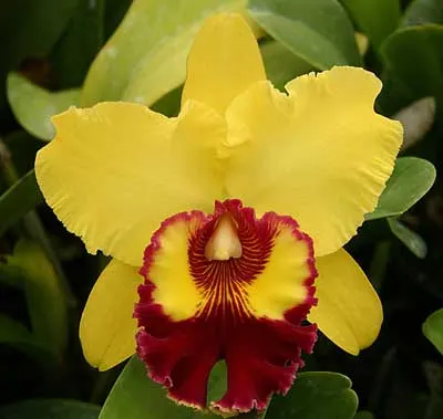 Brassolaeliocattleya Williette Wong 'The Best' (Blc. Tassie Barbero x Blc. Toshie Aoki)