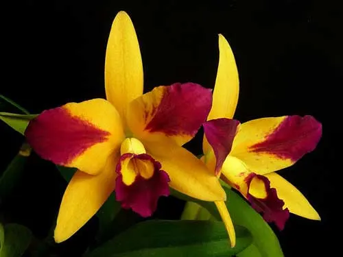 Laeliocattleya Fame \'N Glory \'Archetype\'