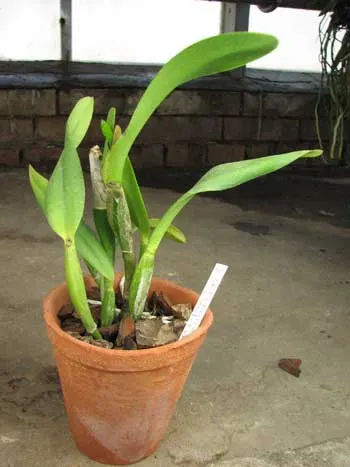 Laeliocattleya Fame \'N Glory \'Archetype\'