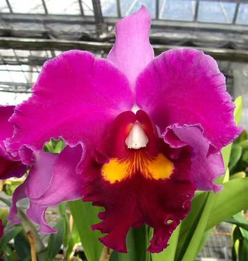 Potinara Elegant Dancer \'Rouge\' (Don De Michaels x Dark Eyes)