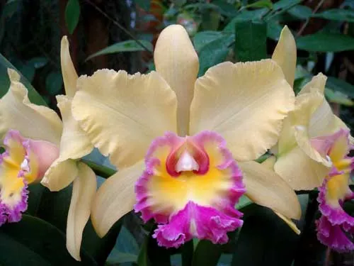 Brassolaeliocattleya Young Kong \'Sun #16\'