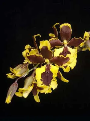 Bapticidium Hwuluduen Wasp 'Queen Bee'
