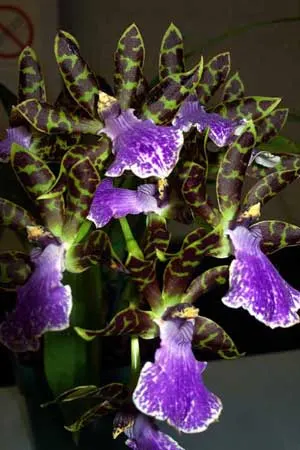 Zygopetalum (Pinaroo x Titanic)