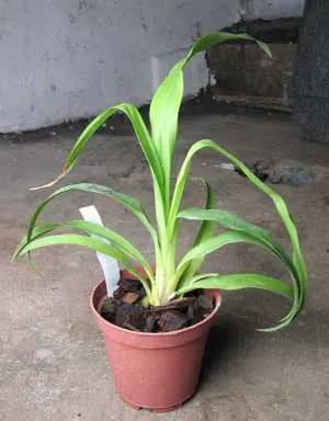 Zygopetalum (Pinaroo x Titanic)
