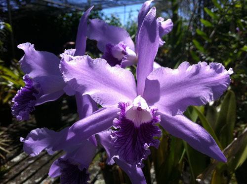 Laelia lobata coerulea