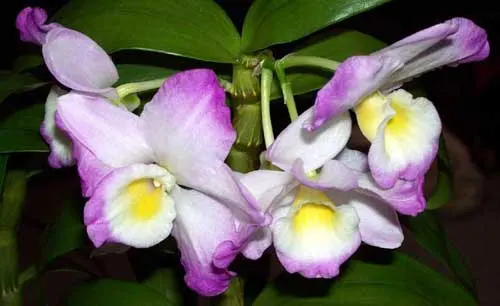 Dendrobium nobile  \'Spring Poesie\'