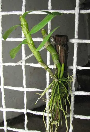 Dendrobium nobile  \'Spring Poesie\'