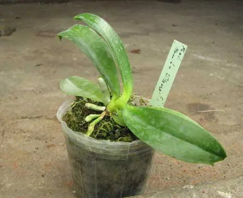 Phalaenopsis Mambo flava